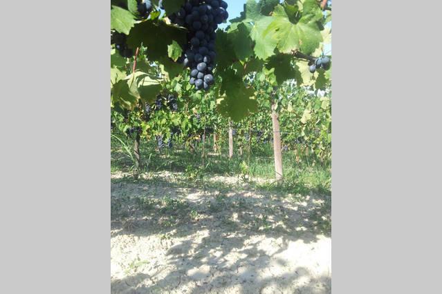 B&B Vigneto Pardom Montiglio Εξωτερικό φωτογραφία